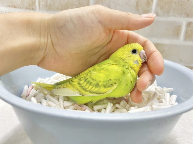 セキセイインコ
