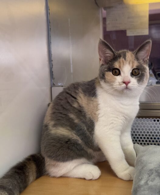 ブリティッシュショートヘア