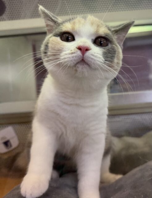 ブリティッシュショートヘア