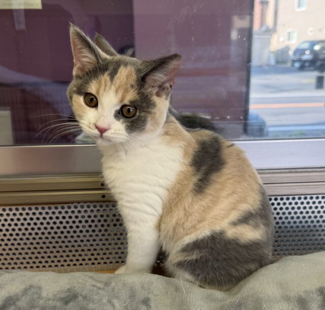 ブリティッシュショートヘア