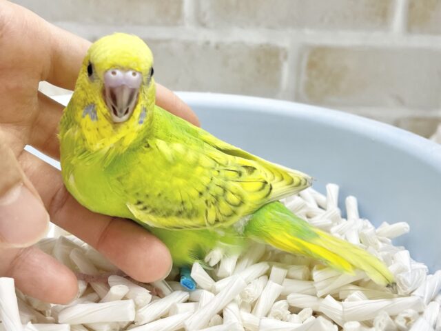 セキセイインコ