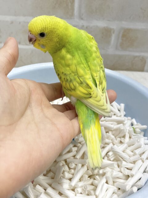 セキセイインコ
