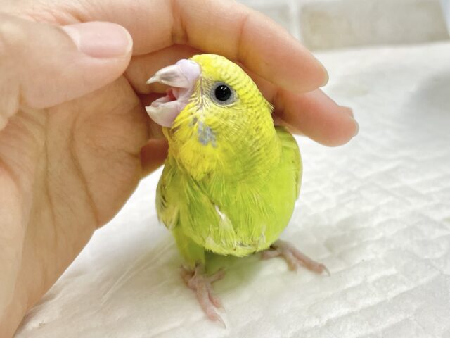セキセイインコ