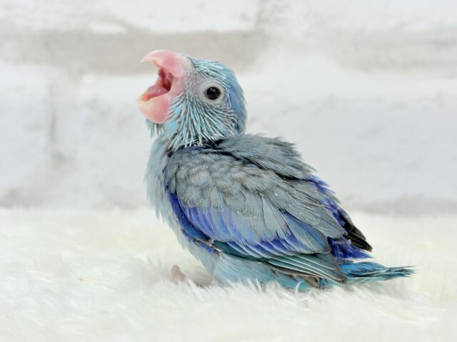 【最新画像・動画更新🪄】目指すはクール系男子?🫧マメルリハ(ブルー)男の子 ヒナ マメルリハ