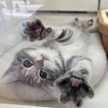 最新画像！お久しぶり！アメショの女の子！