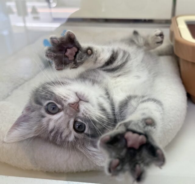 最新画像!お久しぶり!アメショの女の子! アメリカンショートヘア