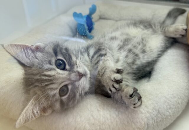 アメリカンショートヘア