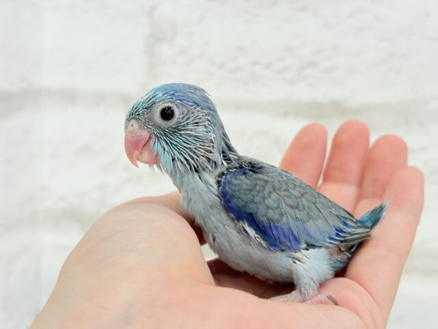 【最新画像・動画更新🪄】目指すはクール系男子?🫧マメルリハ(ブルー)男の子 ヒナ マメルリハ