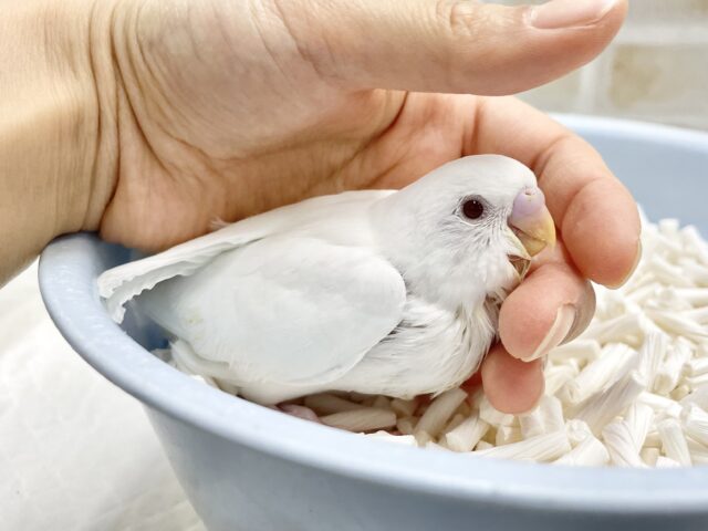 セキセイインコ