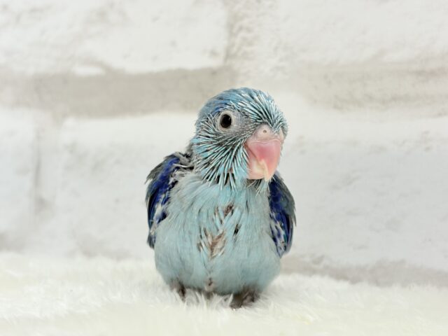 【最新画像・動画更新🪄】目指すはクール系男子?🫧マメルリハ(ブルー)男の子 ヒナ マメルリハ