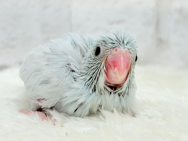 おめめくりくり美人さん♡マメルリハ(アメリカンホワイト)女の子 ヒナ