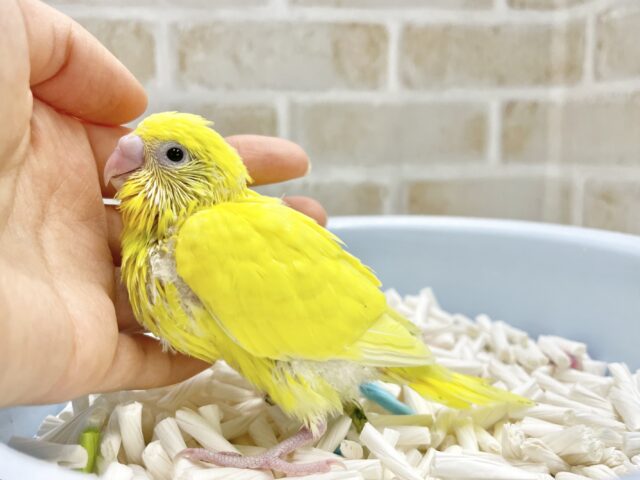 セキセイインコ