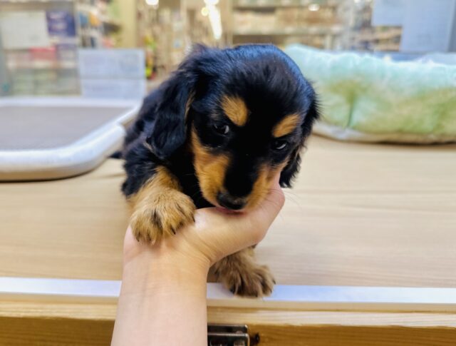 ミニチュアダックス