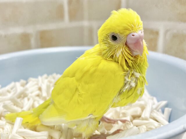 セキセイインコ