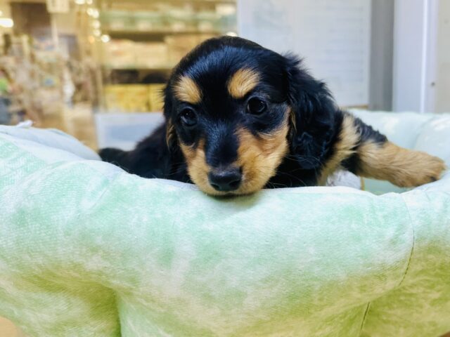 ミニチュアダックス