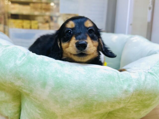 くっつくのが大好き❕ミニチュアダックスくん