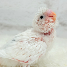 どんなカラーになるのかな？♬*°セキセイインコ ヒナ