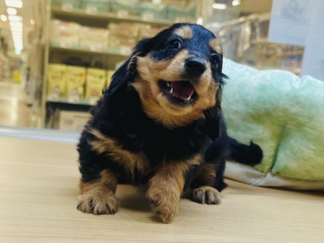 ミニチュアダックス