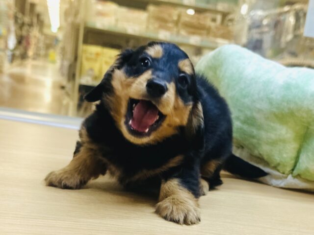 ミニチュアダックス