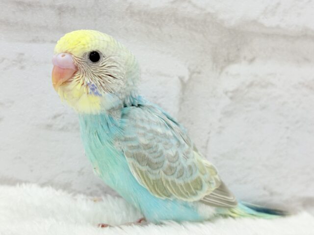 たくさん食べるゾー!!セキセイインコ(パステルカラーレインボー) ヒナ セキセイインコ