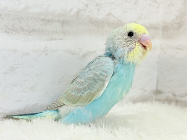 たくさん食べるゾー!!セキセイインコ(パステルカラーレインボー) ヒナ セキセイインコ