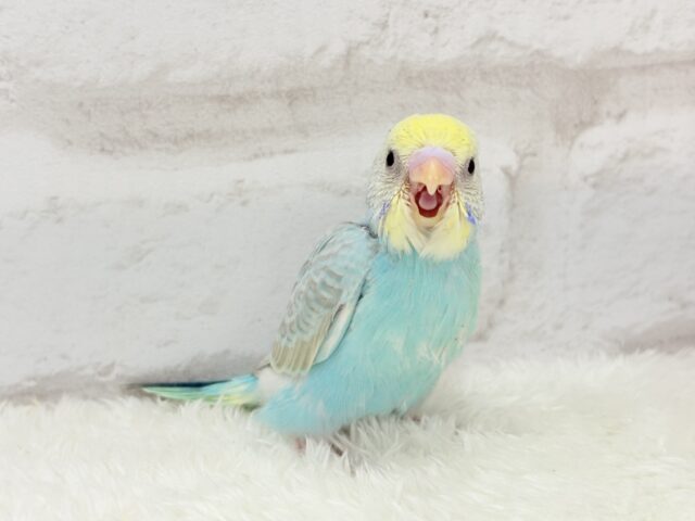 たくさん食べるゾー!!セキセイインコ(パステルカラーレインボー) ヒナ セキセイインコ