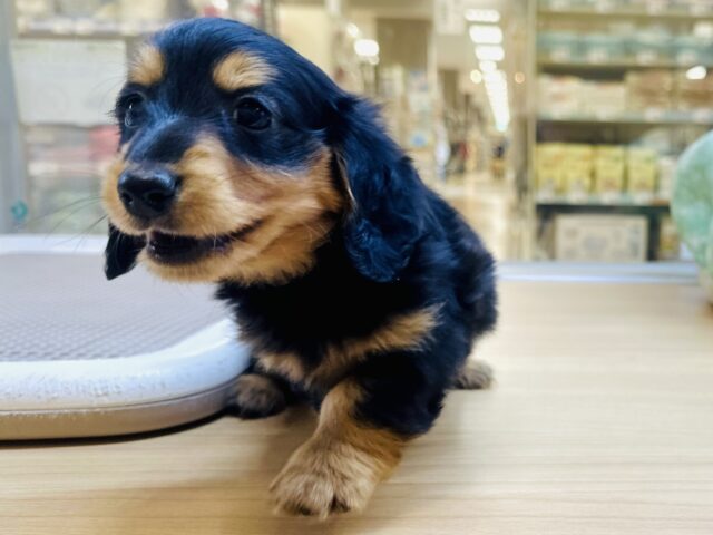 ミニチュアダックス