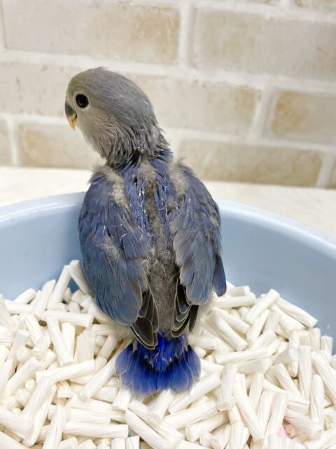 コザクラインコ（小桜インコ）