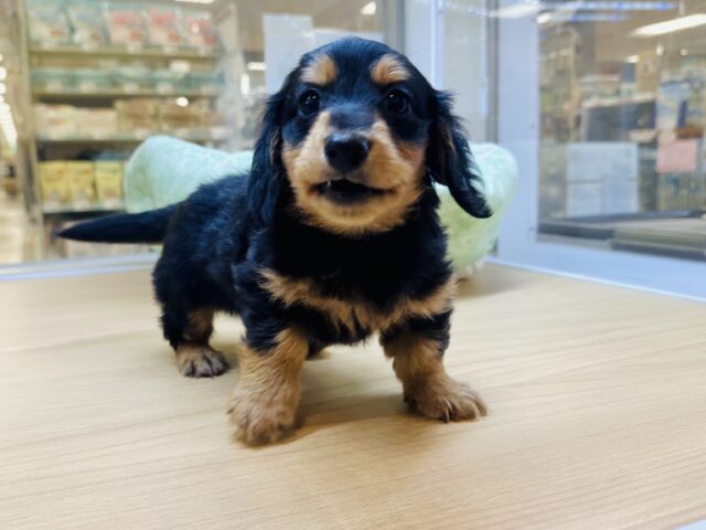 ミニチュアダックス