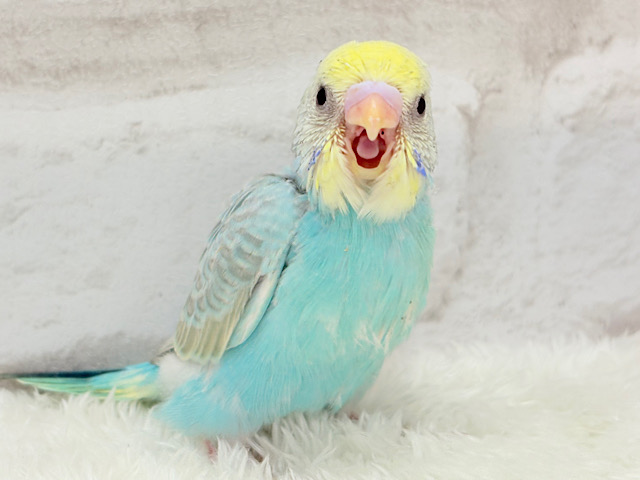 たくさん食べるゾー!!セキセイインコ(パステルカラーレインボー) ヒナ たくさん食べるゾー!!セキセイインコ(パステルカラーレインボー) ヒナ