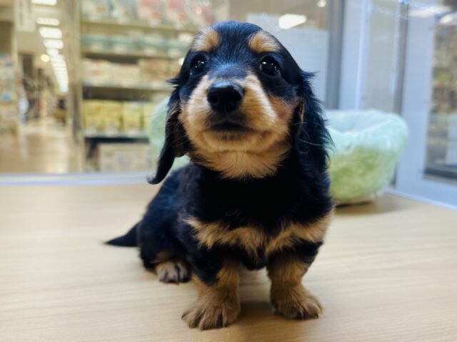 ミニチュアダックス