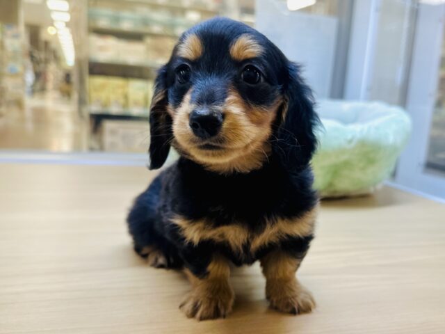 ミニチュアダックス