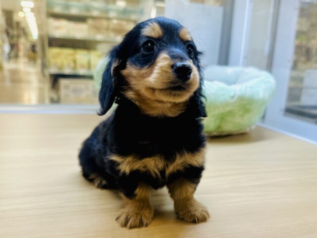 ミニチュアダックス