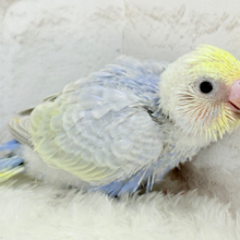 おめめくりくり♡まぁるい天使🧚セキセイインコ(パステルレインボー) ヒナ
