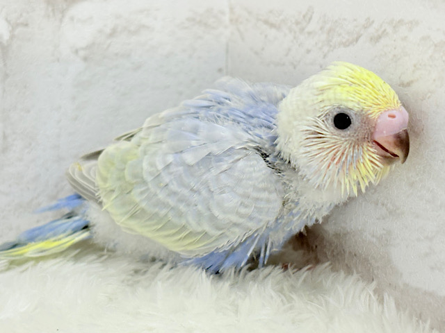 おめめくりくり♡まぁるい天使🧚セキセイインコ(パステルレインボー) ヒナ