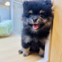 愛らしさ全開🖤ポメ柴の男の子