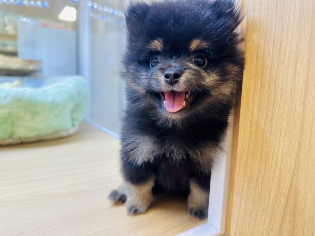 愛らしさ全開🖤ポメ柴の男の子