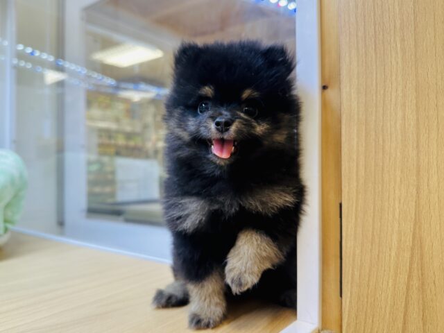 ポメ柴