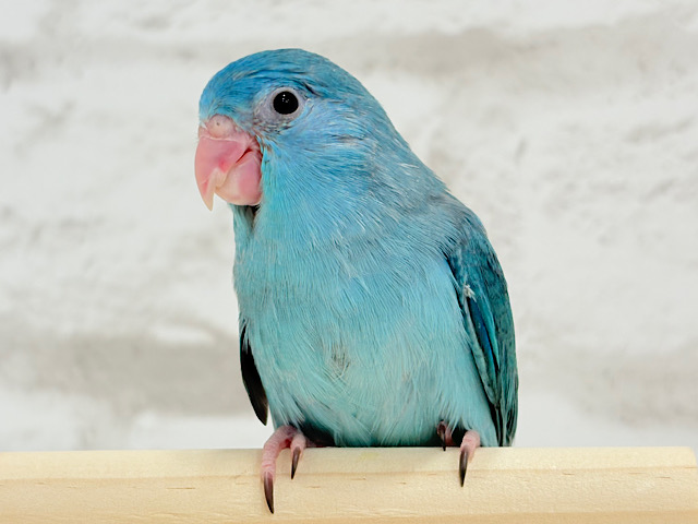 女の子の魅力はツンツンツンデレ♥マメルリハ(ブルー)女の子 ヒナ