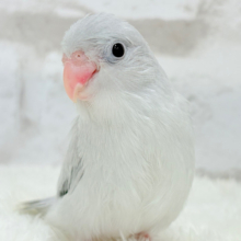 【動画更新🪄ひとり餌になりました‪☆】淡いグレーの不思議な魅力🍬マメルリハ(モーブダイリュート) ヒナ