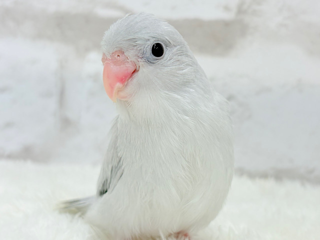 【動画更新🪄ひとり餌になりました‪☆】淡いグレーの不思議な魅力🍬マメルリハ(モーブダイリュート) ヒナ