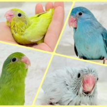 《女の子大集合𓂃🎀𓈒𓏸》マメルリハ フェア🎐✺⋆*
