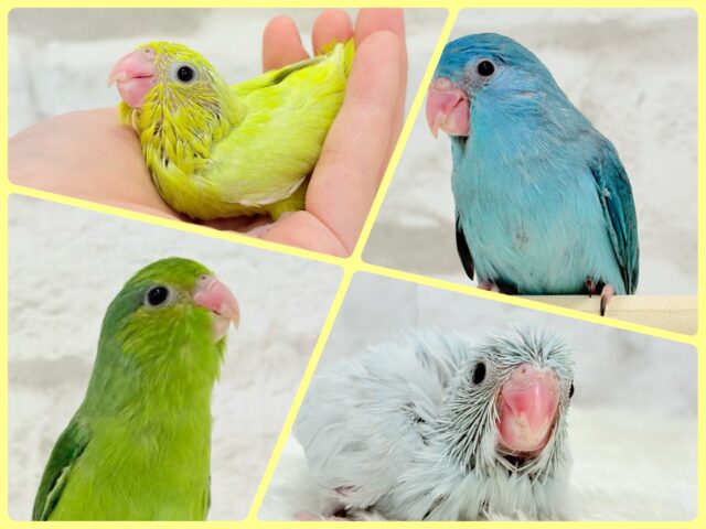 《女の子大集合𓂃🎀𓈒𓏸》マメルリハ フェア🎐✺⋆*