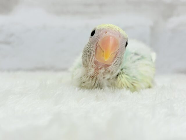 コザクラインコ（小桜インコ）