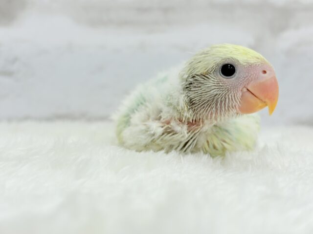コザクラインコ（小桜インコ）