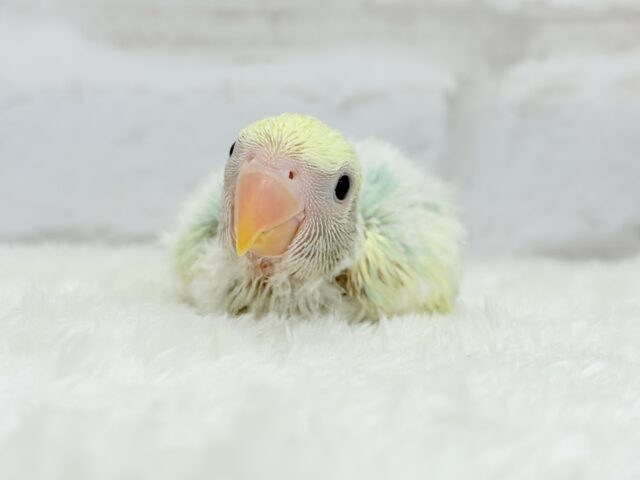 コザクラインコ（小桜インコ）