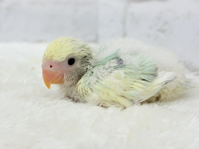 コザクラインコ（小桜インコ）