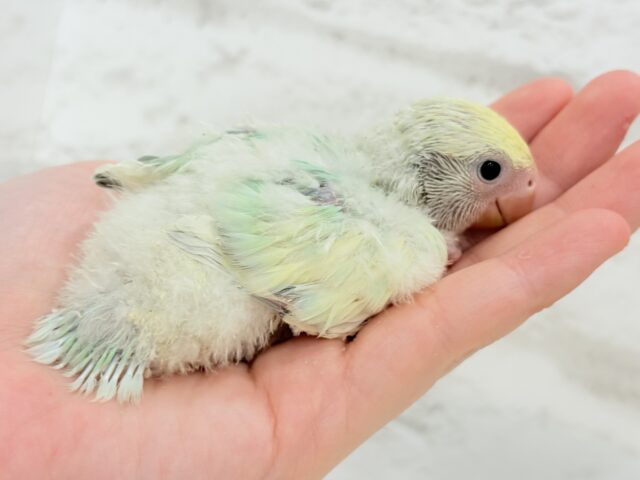コザクラインコ（小桜インコ）