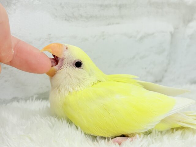 コザクラインコ（小桜インコ）