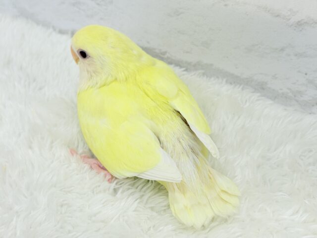 コザクラインコ（小桜インコ）